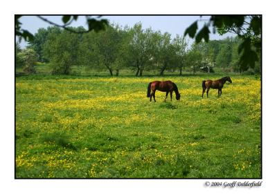 horses in buttercup field 3 copy.jpg