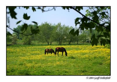 horses in buttercup field copy.jpg