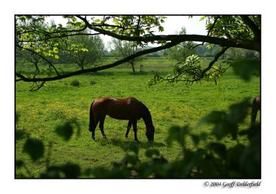 horse in buttercup field 5 copy.jpg