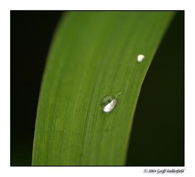 water drop on leaf 2.jpg