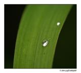 water drop on leaf 2.jpg