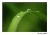 water drops on leaf.jpg