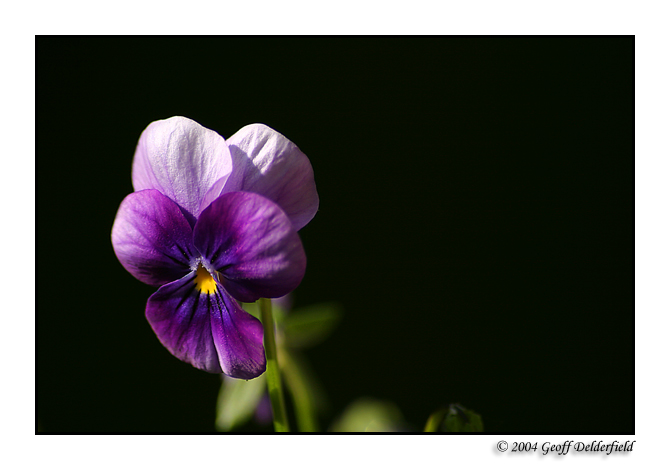 little purple flower.jpg