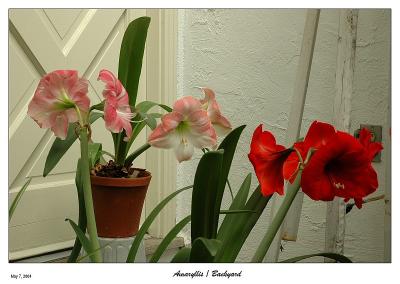 Another good show by the  Amaryllis this year