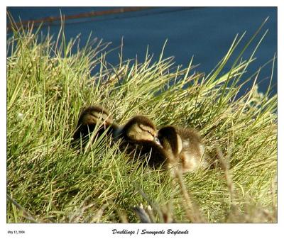 Napping Ducklings in the grass