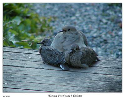 Mourning Dove Family