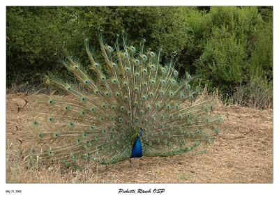 Peacock at Pichetti Ranch OSP