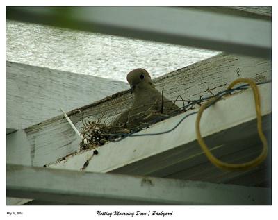 Nesting Mourning Dove