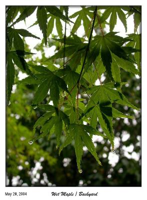 It rained this morning. Wet Maple Leaves