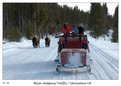 Bison stopping traffic