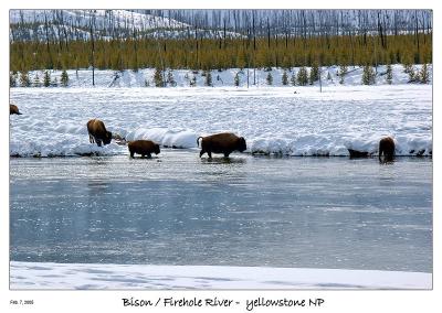 Bison along the River