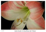 Sparkly Amaryllis in the morning lite