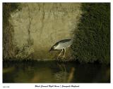 Black Crowned Night Heron