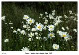 Daisies of Skyline Ridge OSP