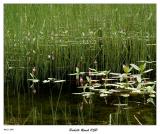 Flowers in the pond
