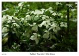 Dogwood at Filoli Gardens