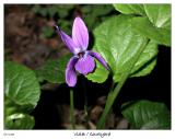 Violet Blossom