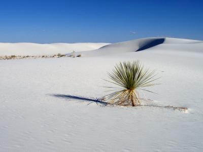 Pure white gpsum dunes in White Sands NM