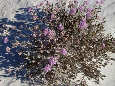Purple flowering shrub