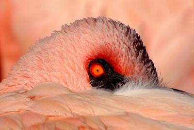 Flamingo eye-s.jpg