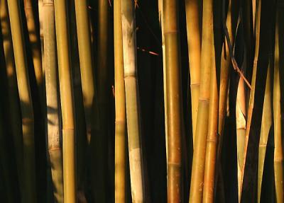 bamboo-s.jpg