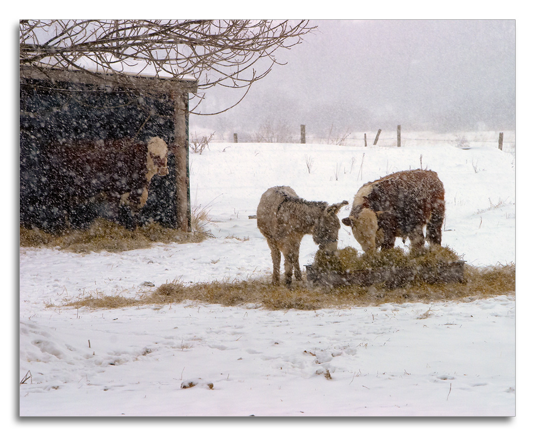 20050212-catskills-4522-b23.jpg