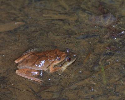 19631Spring Peepers, mating