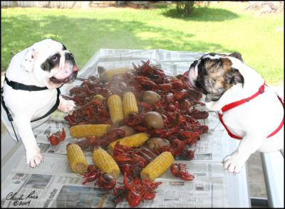 u45/bullfiddle/medium/29291063.ZZCrawfishBoil_lg.jpg