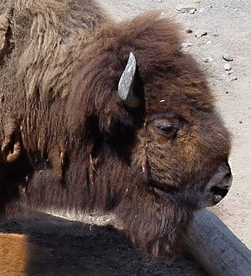 bison1304.JPG
