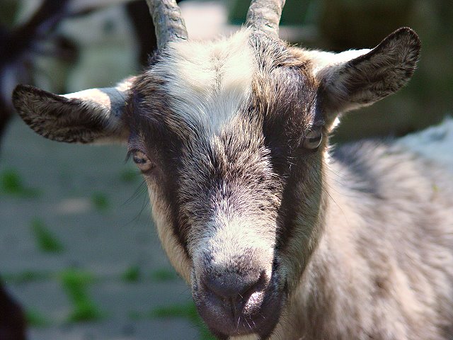 goat1382.JPG