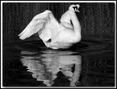 Swan Song