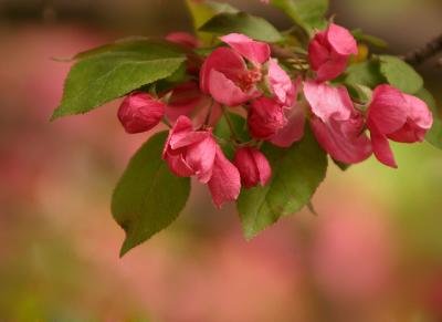 Crabapple Sprig