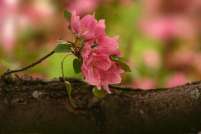 Alone On A Branch