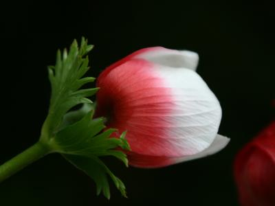 Windflower....(anemone)