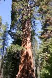 Giant-Sequoia-Opt.jpg
