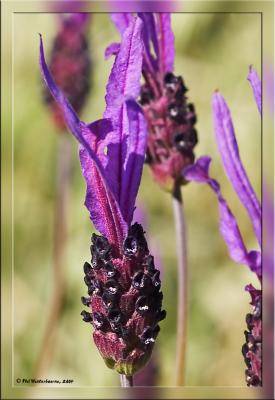 Lavander