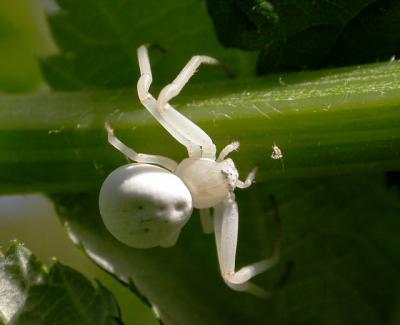White Crab Spider