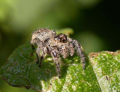 u45/camare/medium/28882597.Spider9404.jpg