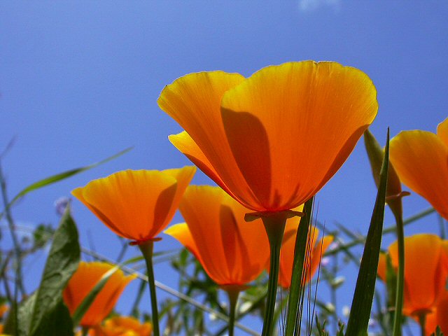 Poppies_0085R.JPG
