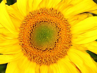 Sunflower - II