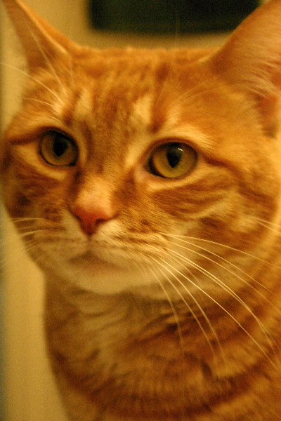Houseguest