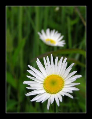 Daisies
