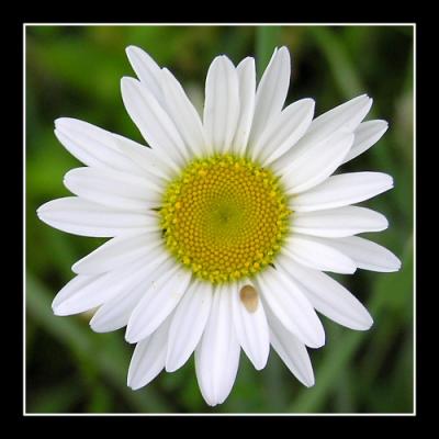 Daisy Macro