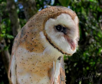 Barn-Owl-Juvenile.jpg