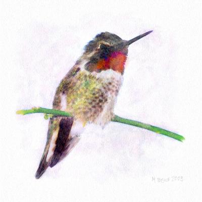 Hummingbird-watercolor.jpg