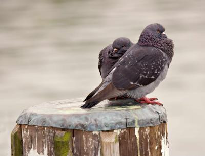 Pigeons Pair