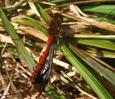 Damsel Flies Mating