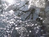 Winter Ice