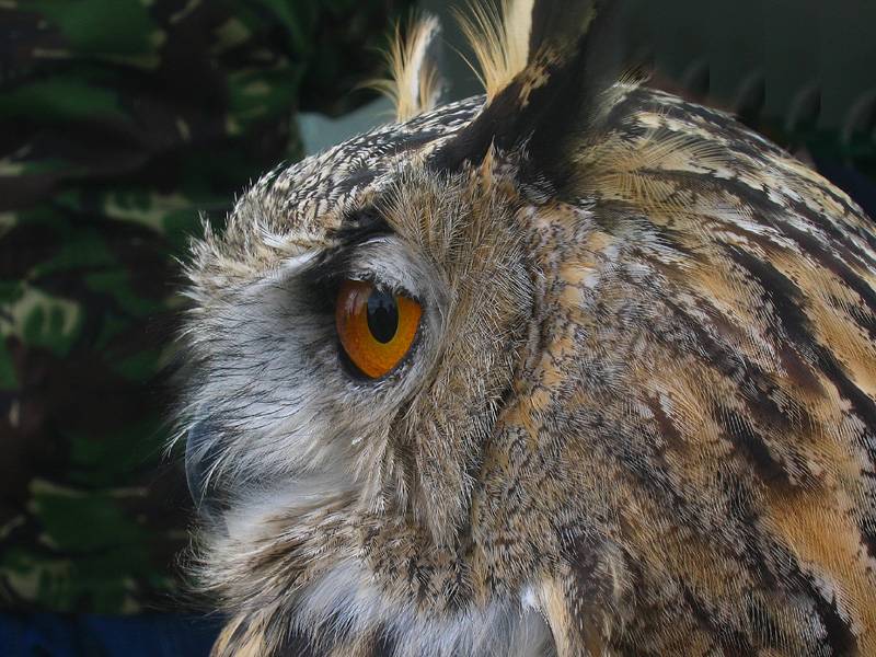 Owl