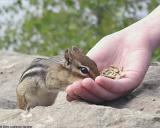 Chipmunk with Hand #2